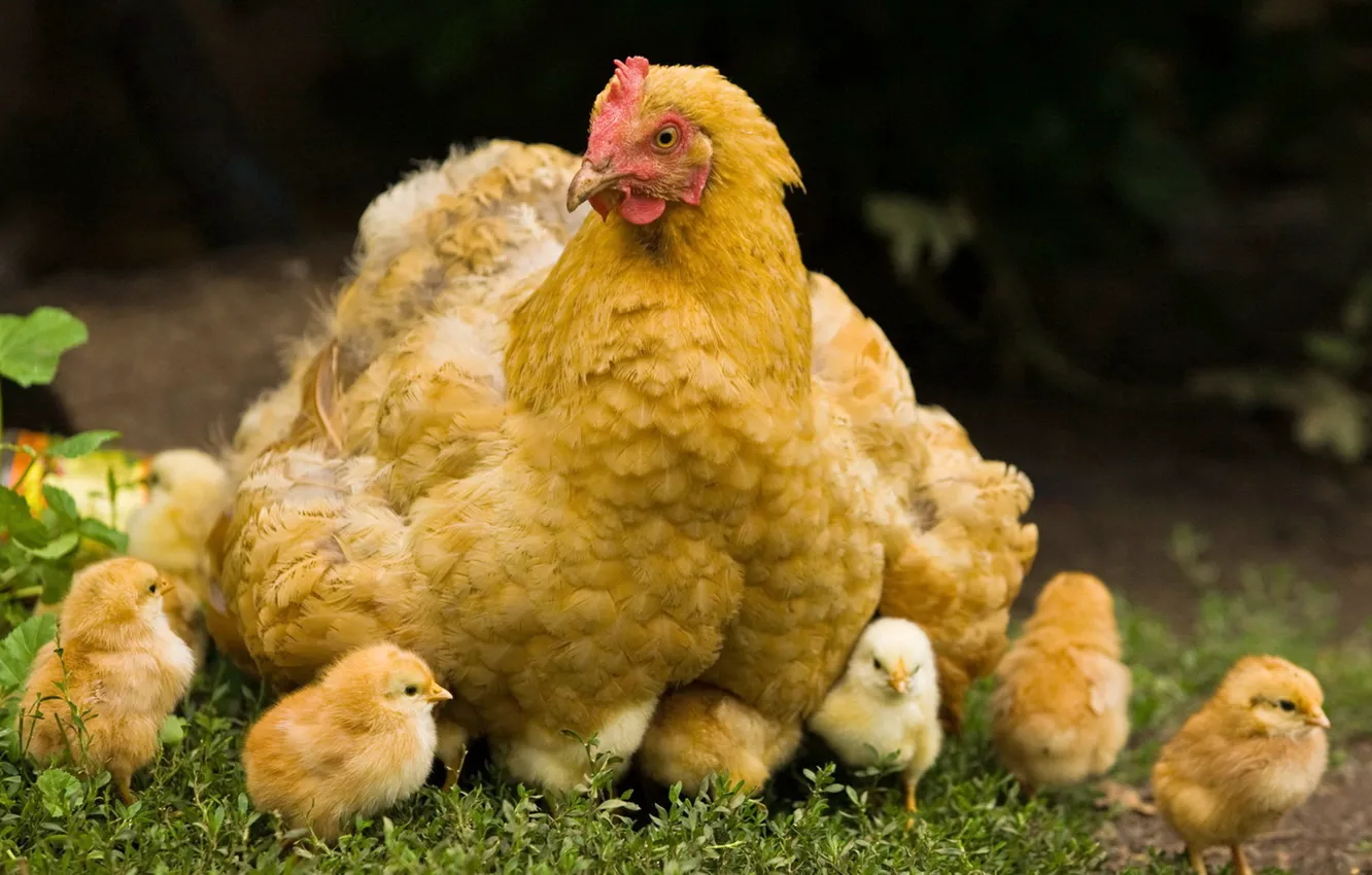 Фото обои трава, цыплята, курица, Желтая