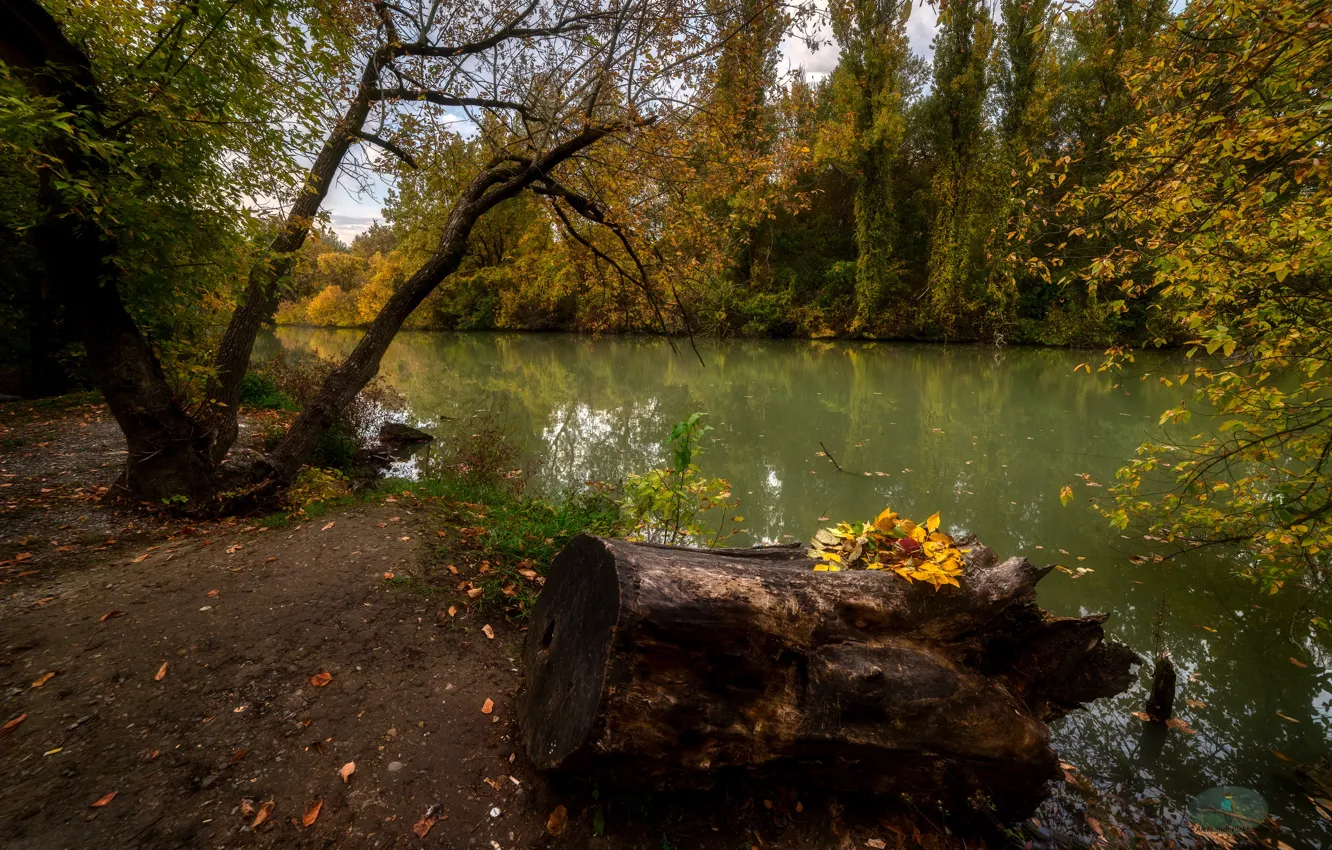 Фото обои осень, лес, пейзаж, природа, водоём, берега, Александр Плеханов