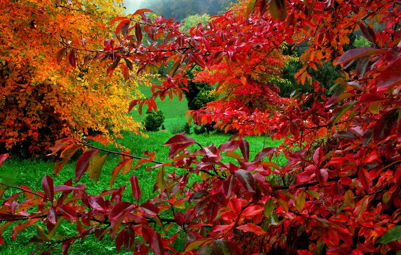 Фото обои осень, трава, листья, краски, багрянец