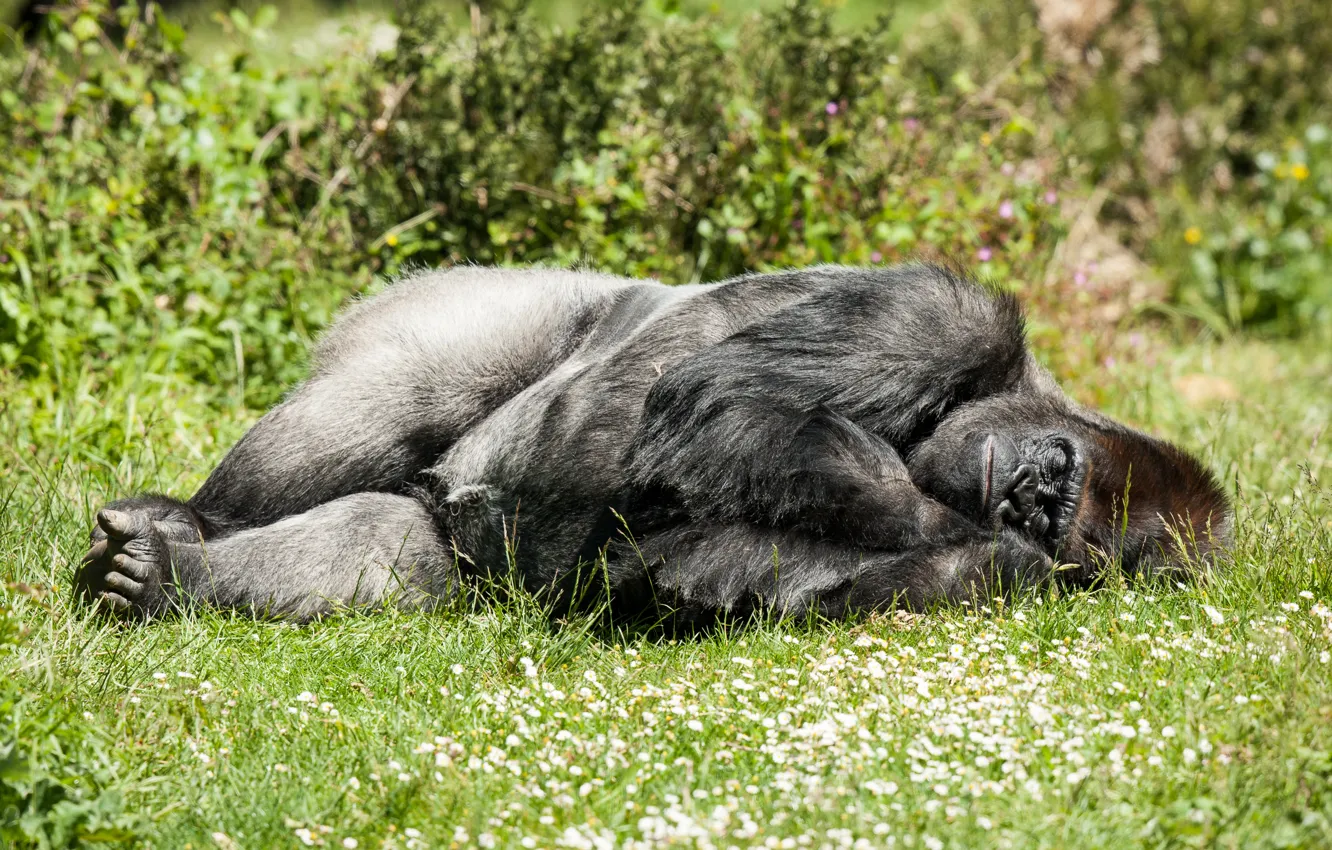 Фото обои трава, солнце, отдых, сон, обезьяна, спит, горилла, примат