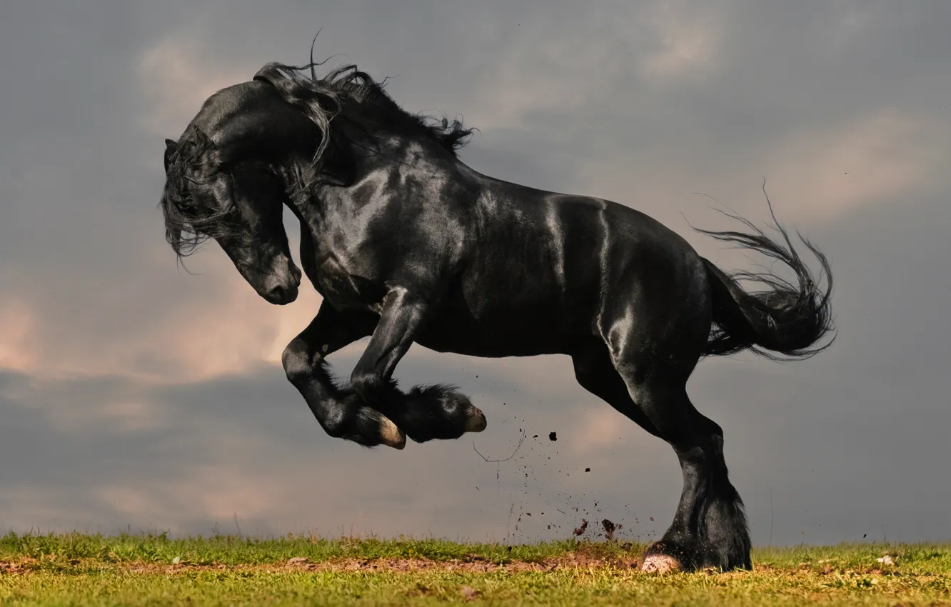 Фото обои трава, конь, лошадь, фриз