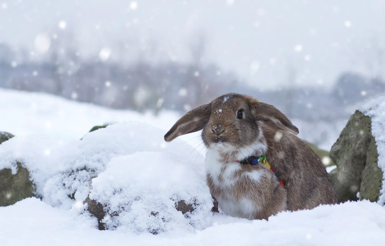 Фото обои зима, снег, кролик