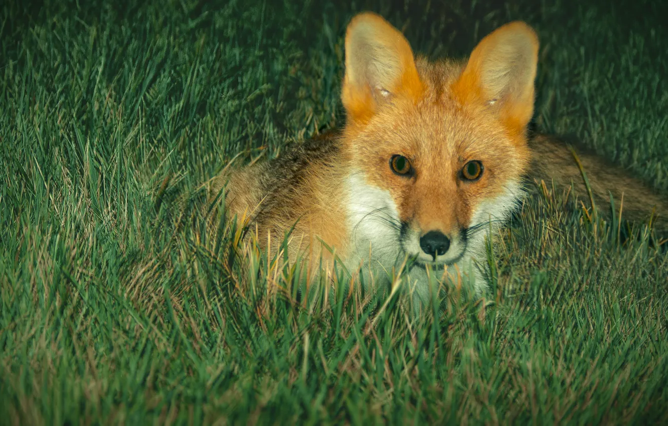 Фото обои животные, лето, ночь, Лиса, Fox, summer, animals, охотник