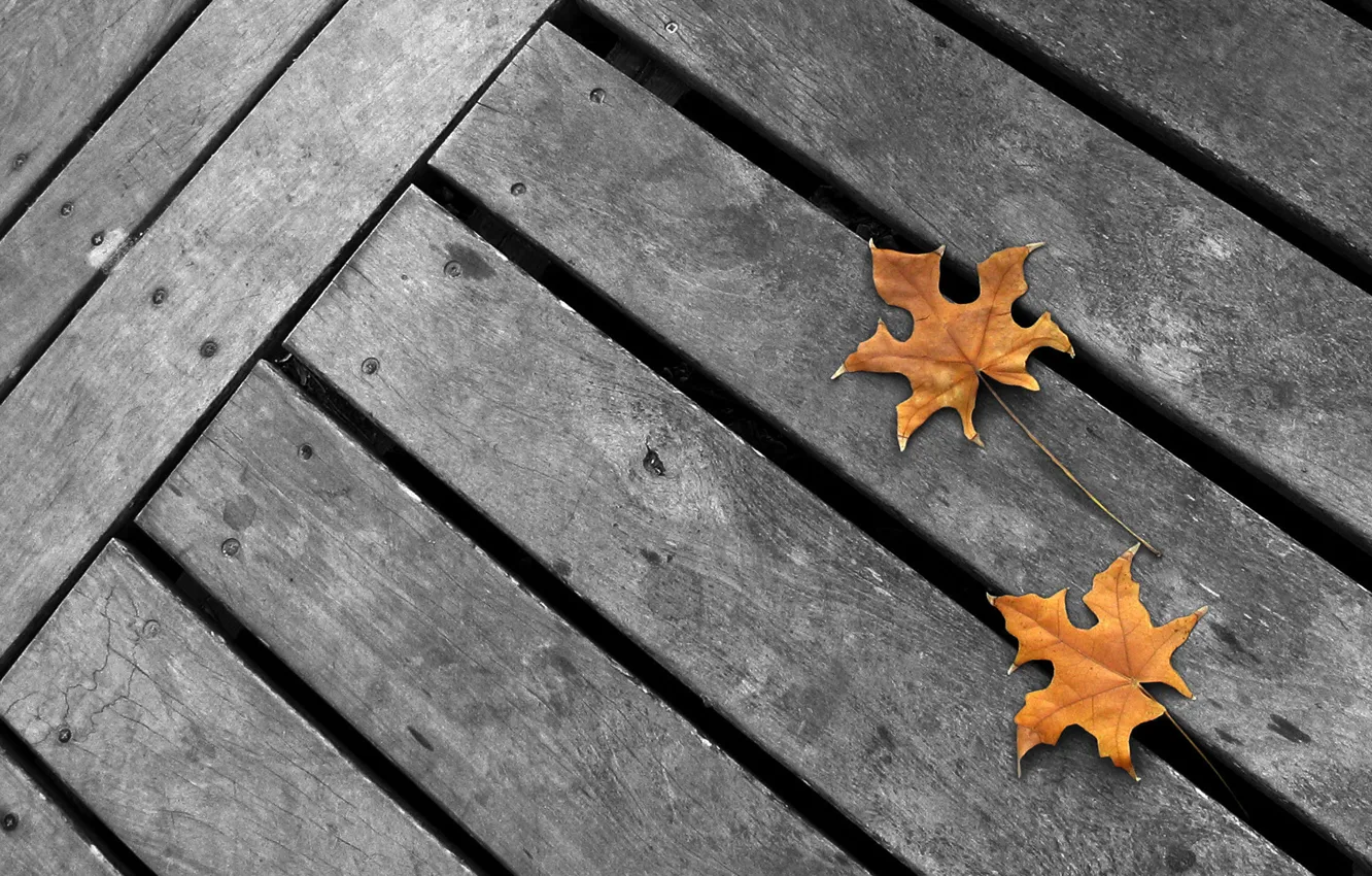 Фото обои осень, серый фон, жёлтые кленовые листья, минимализм. серые доски