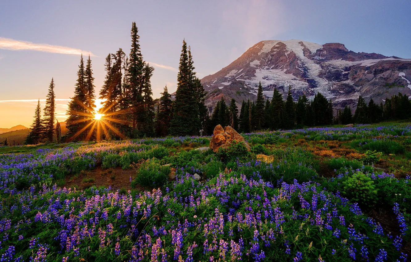 Фото обои деревья, закат, цветы, гора, Mount Rainier National Park, Национальный парк Маунт-Рейнир, люпины, Каскадные горы
