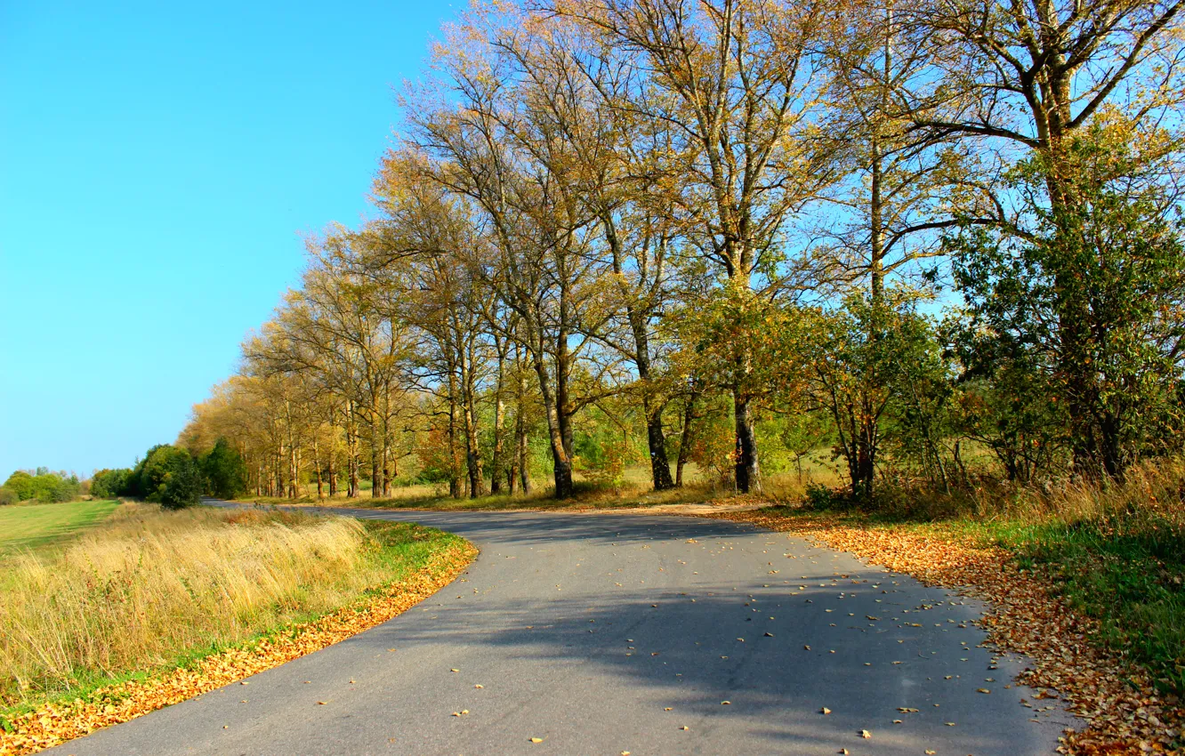 Фото обои дорога, листва, Осень