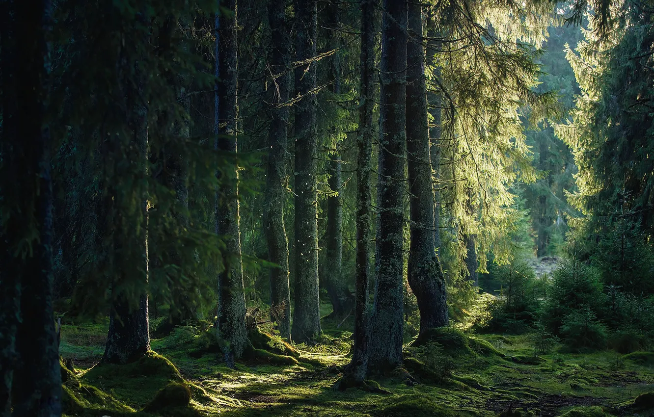 Фото обои лес, свет, ветки, природа, елки, ели