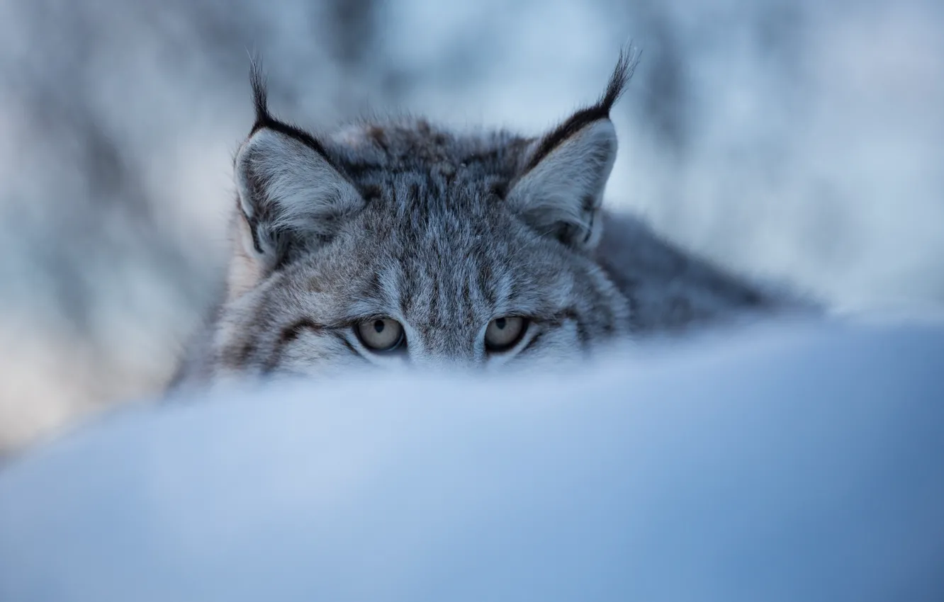 Фото обои зима, глаза, морда, снег, рысь, дикая кошка