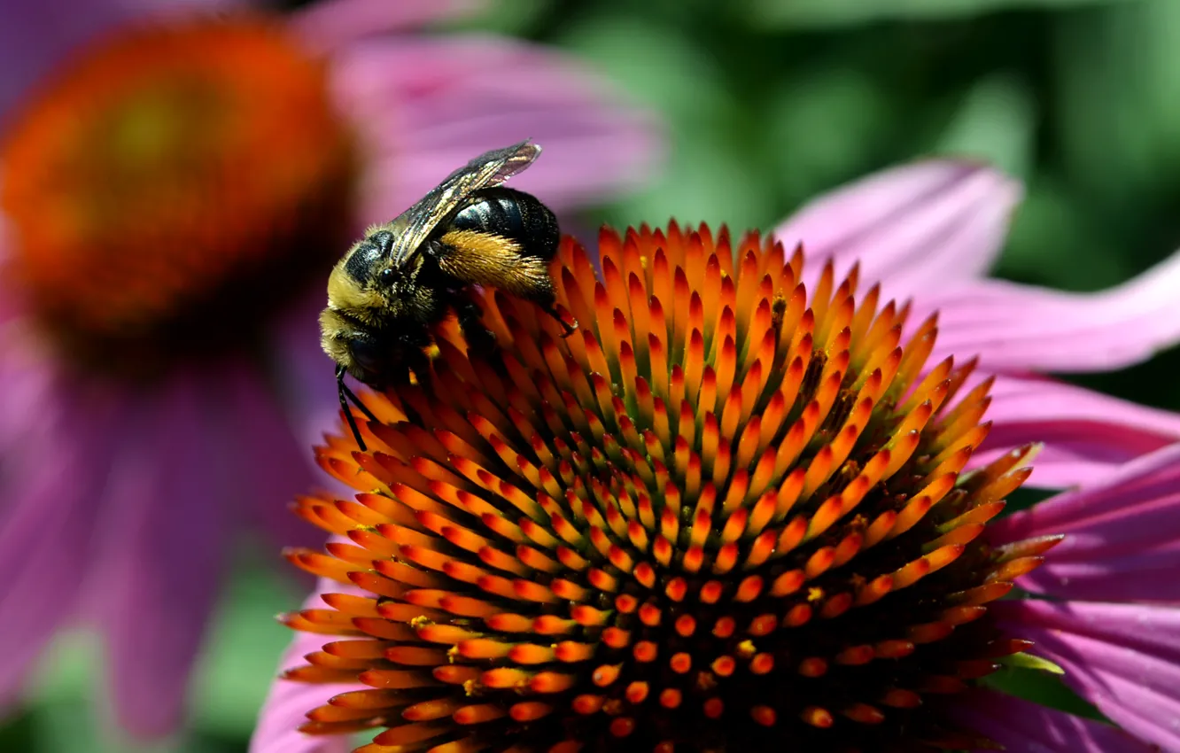 Фото обои Макро, Цветок, Пчела, Flower, Macro, Bee, Эхинацея