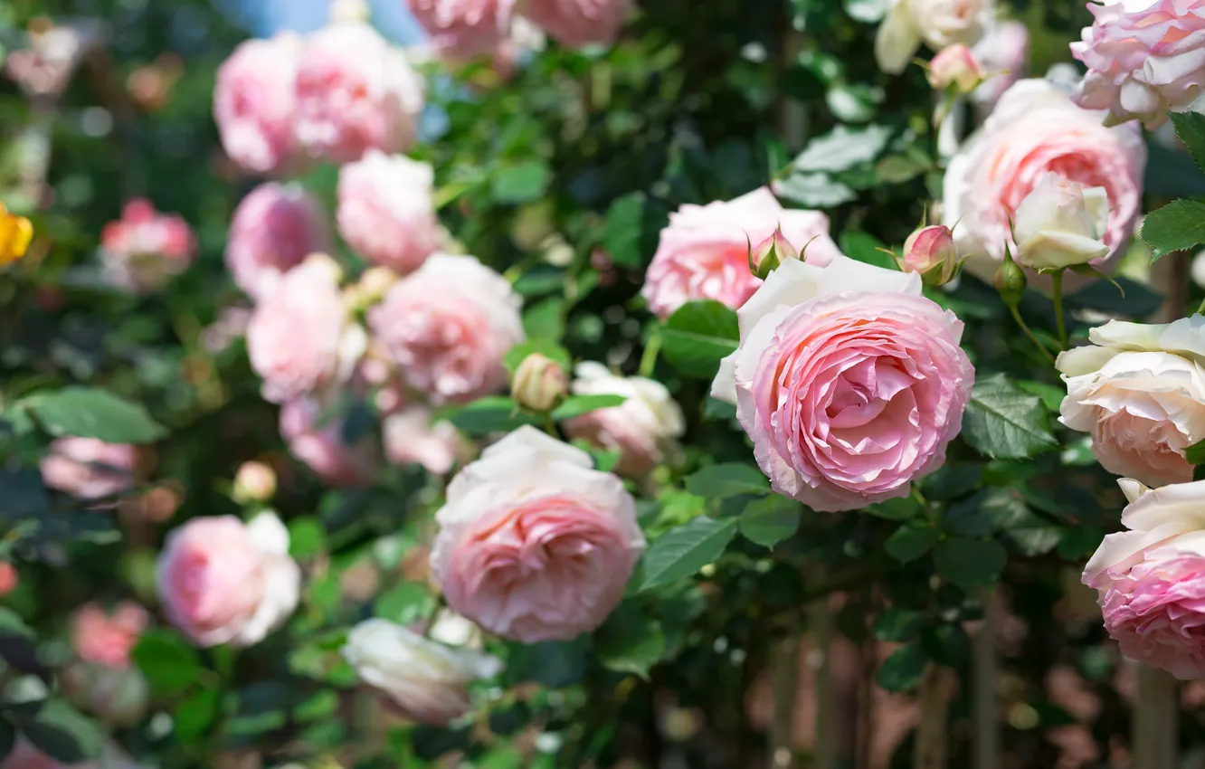 Фото обои листья, цветы, розы, сад, розовые, боке, розовый куст, пышные