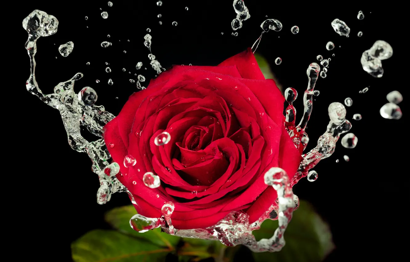 Фото обои вода, капли, роза, Red, красная, Water, beautiful, Roses