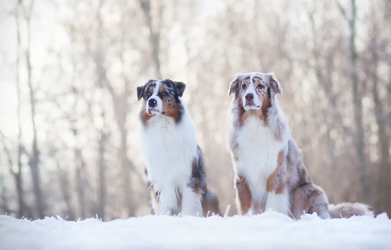 Фото обои зима, собаки, снег, пара, друзья, австралийская овчарка, аусси