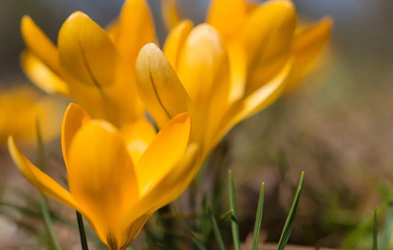 Фото обои макро, весна, желтые, крокусы, первоцвет