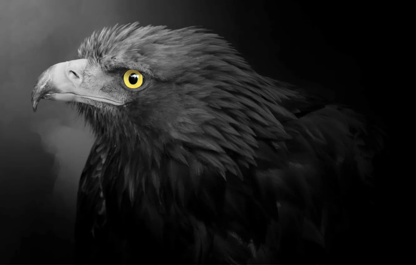 Фото обои хищник, клюв, Золотой орел, Golden Eagle