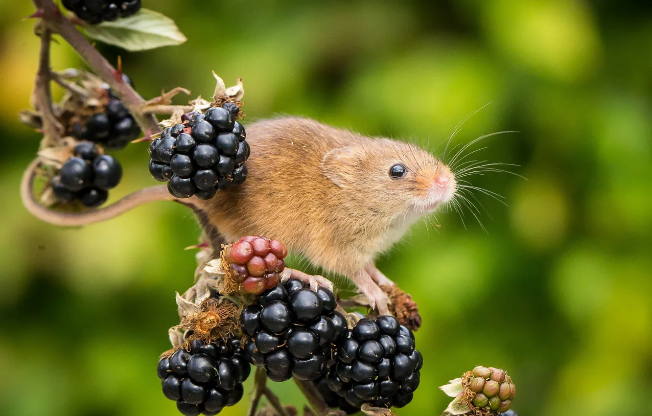 Фото обои ягоды, фон, ветка, мышка, ежевика, грызун, Harvest Mouse, Мышь-малютка