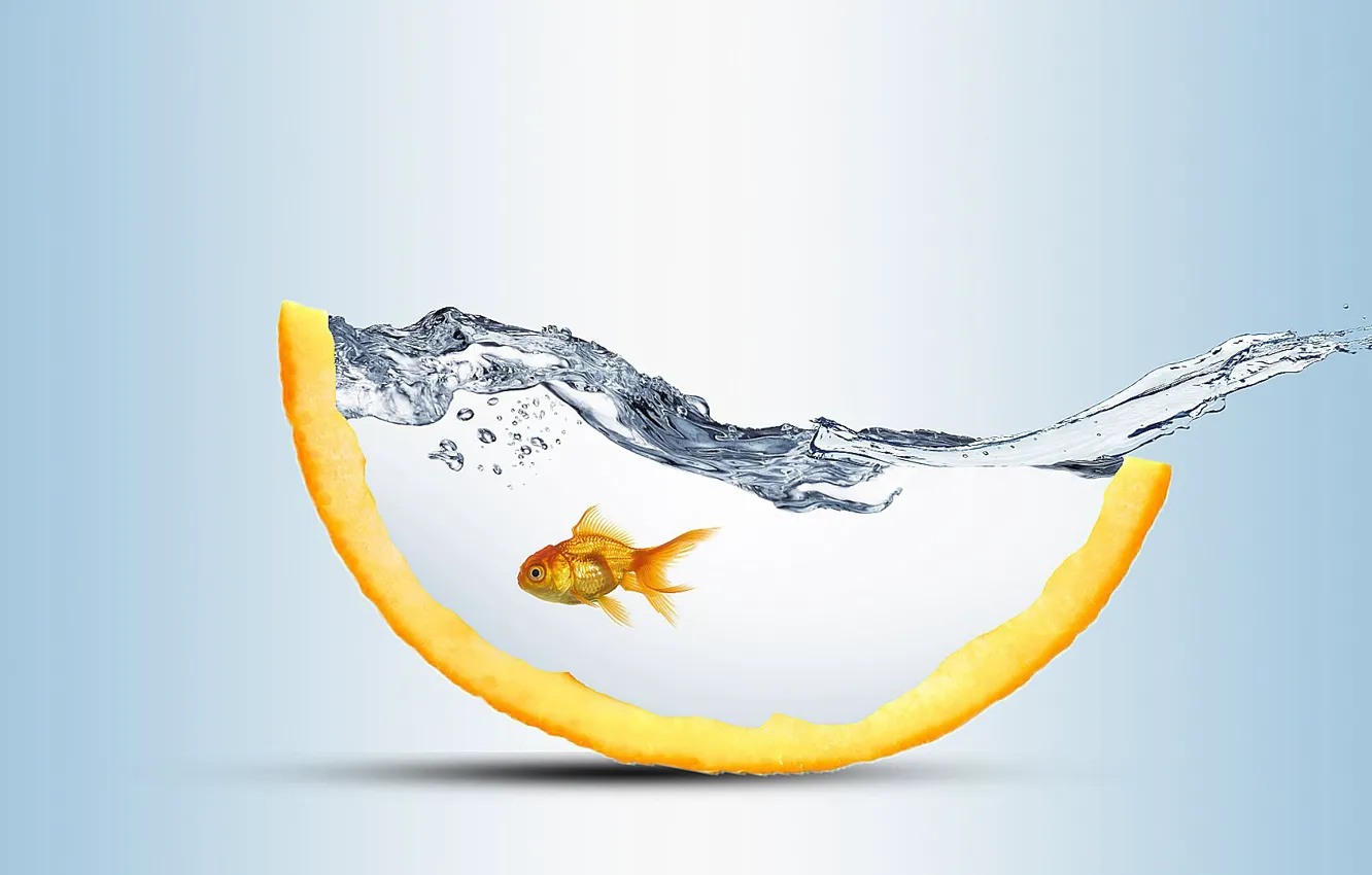 Фото обои вода, всплеск, золотая рыбка, светлый фон, water, splash, goldfish, долька апельсина