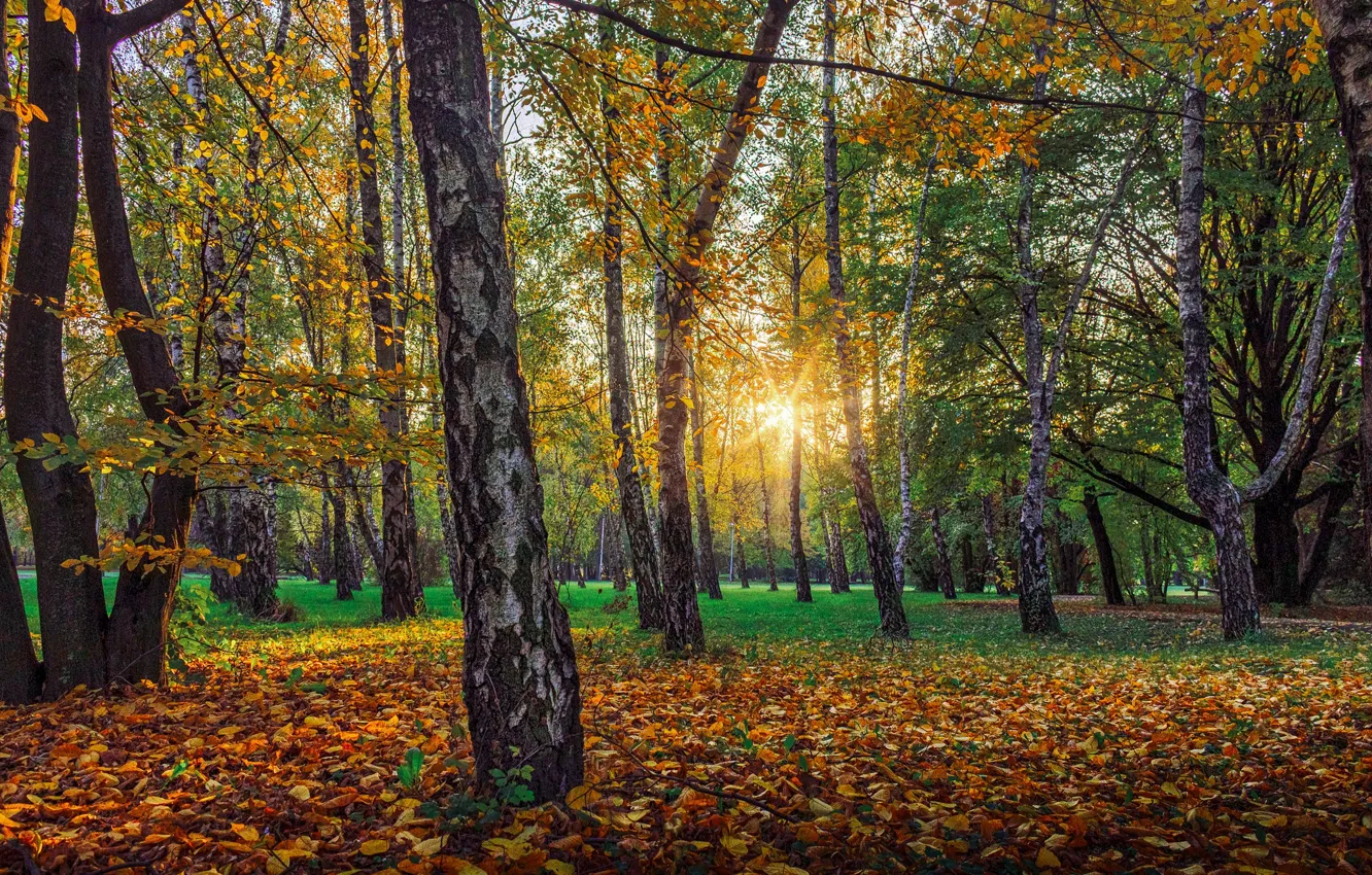 Фото обои Осень, Деревья, Лес