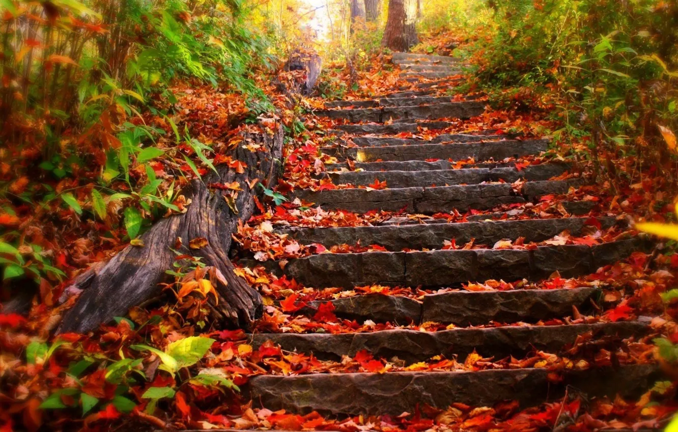 Фото обои осень, лес, листья, деревья, парк, листва, лестница, ступени