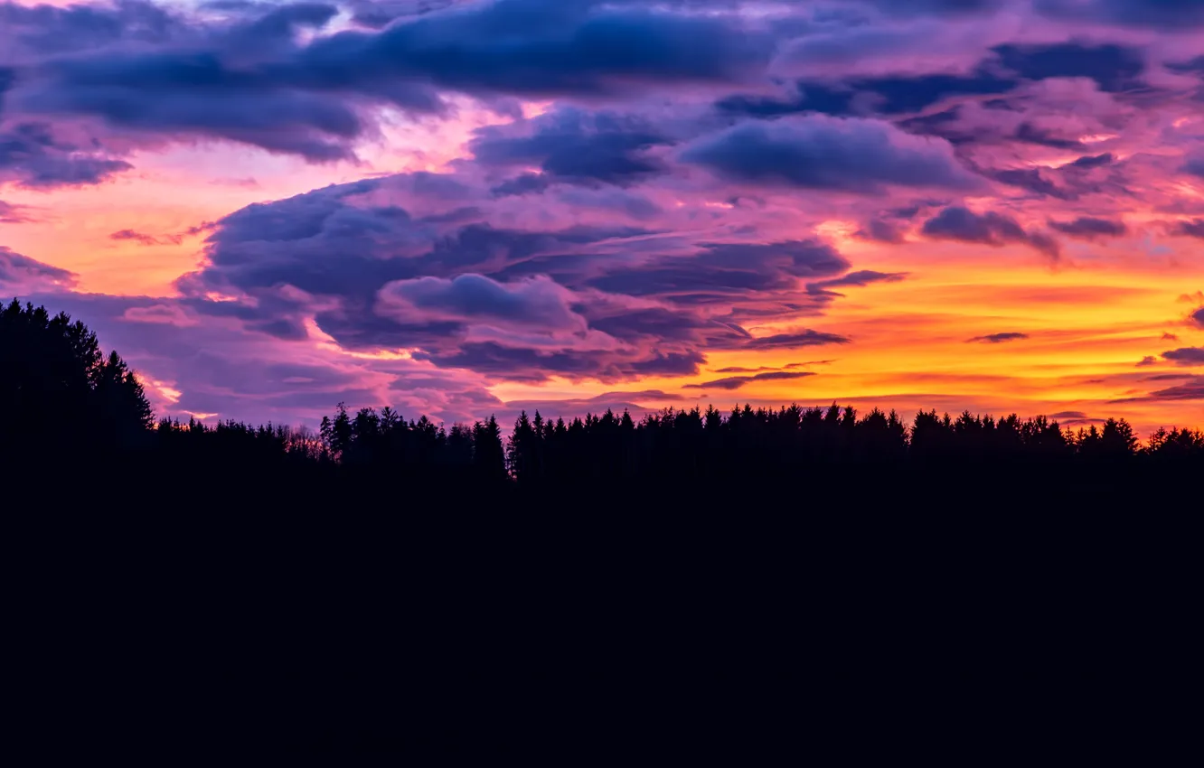 Фото обои лес, облака, закат, зарево