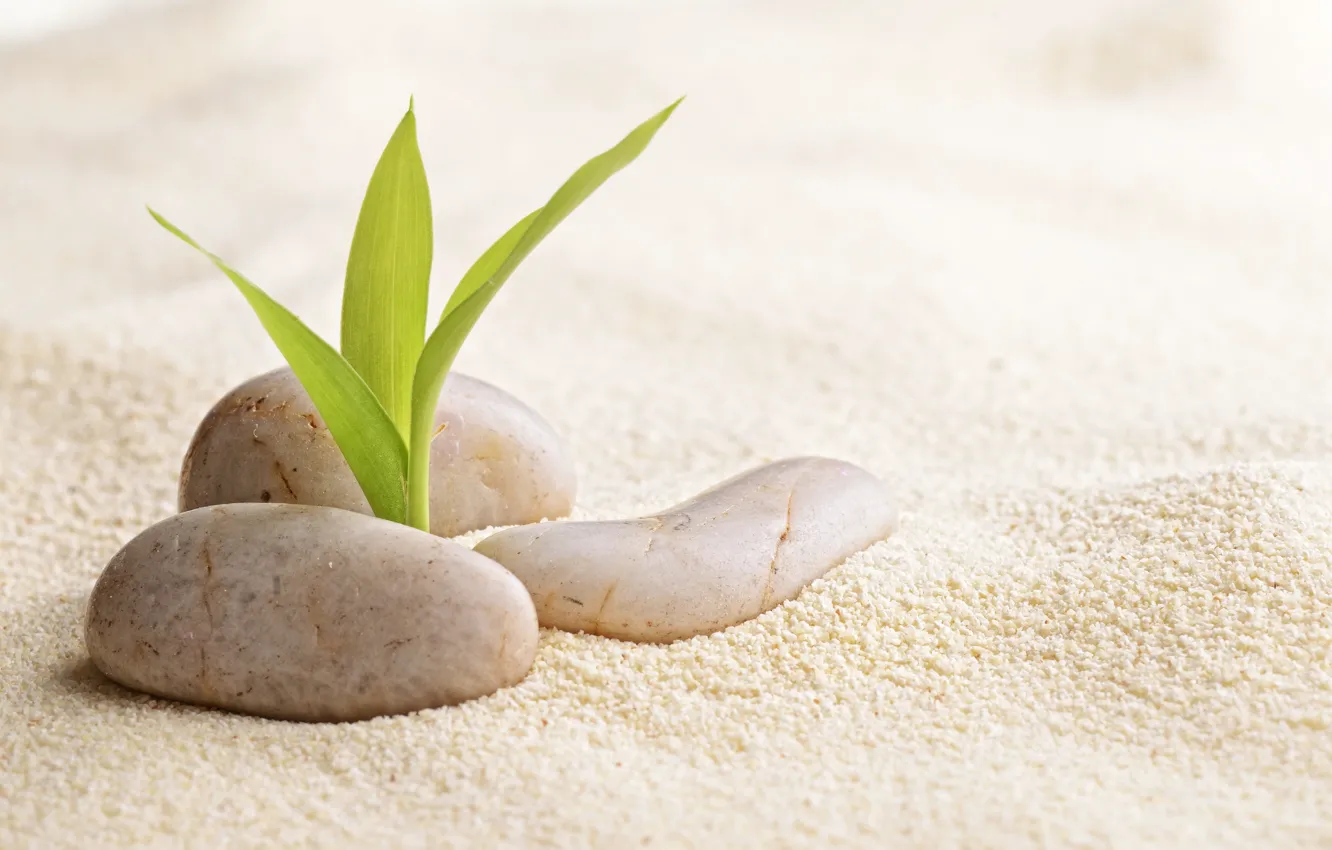 Фото обои песок, росток, спа камни