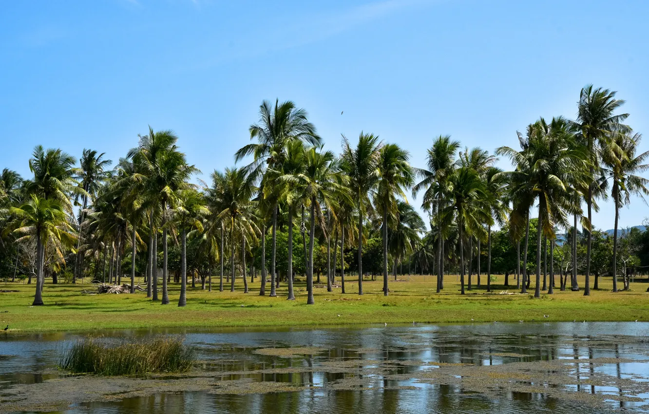 Фото обои зелень, небо, солнце, деревья, птицы, тропики, пальмы, Таиланд