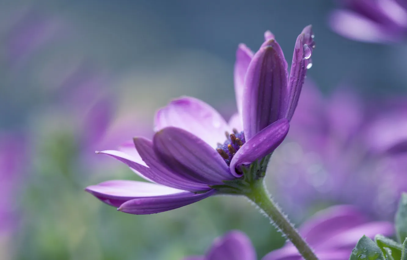 Фото обои цветок, фиолетовый, капли, фон, лепестки