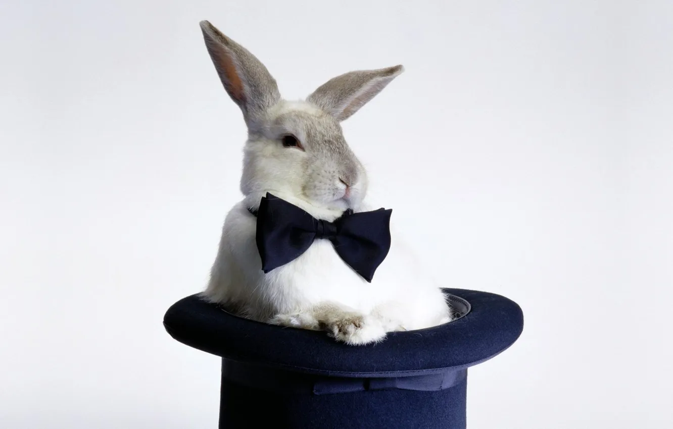 Фото обои фон, бабочка, фокус, шляпа, Кролик, галстук, Rabbit
