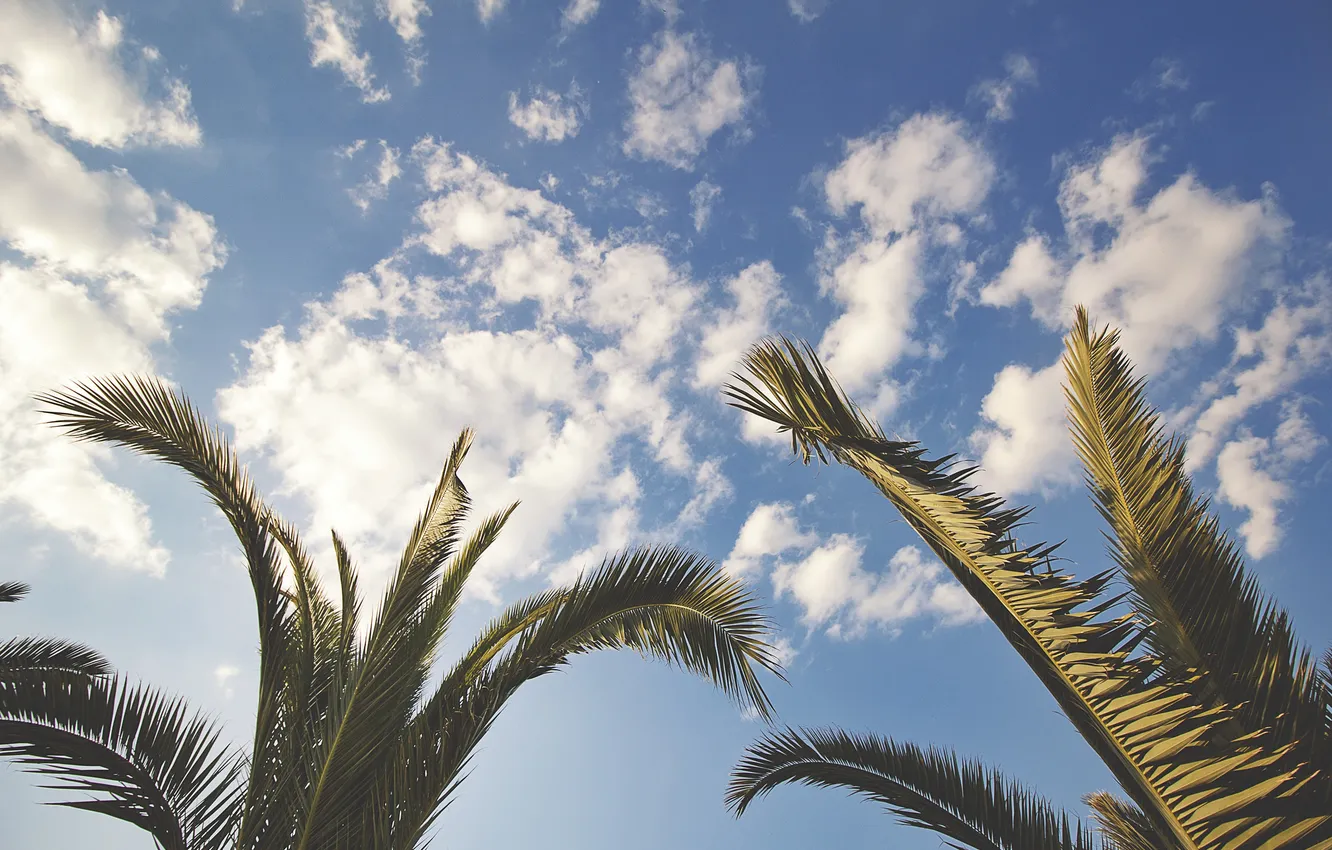 Фото обои небо, листья, облака, пальмы
