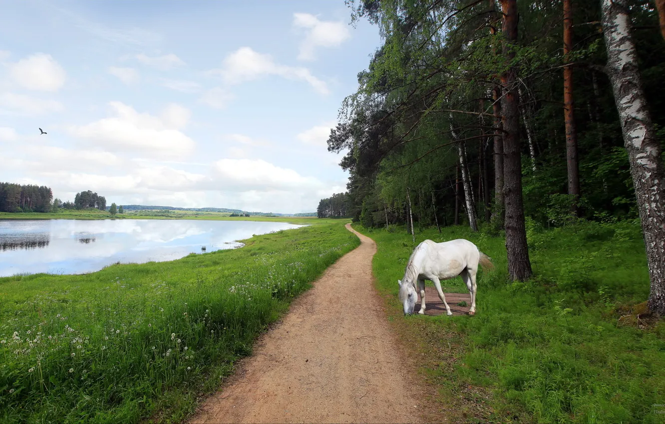 Фото обои дорога, пейзаж, река, конь
