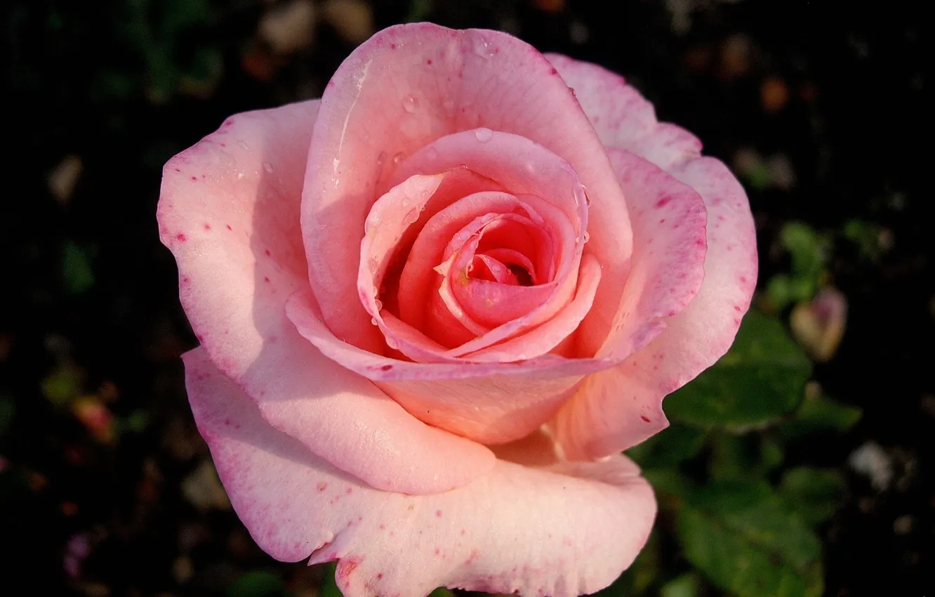 Фото обои розовая, Роза, крупно
