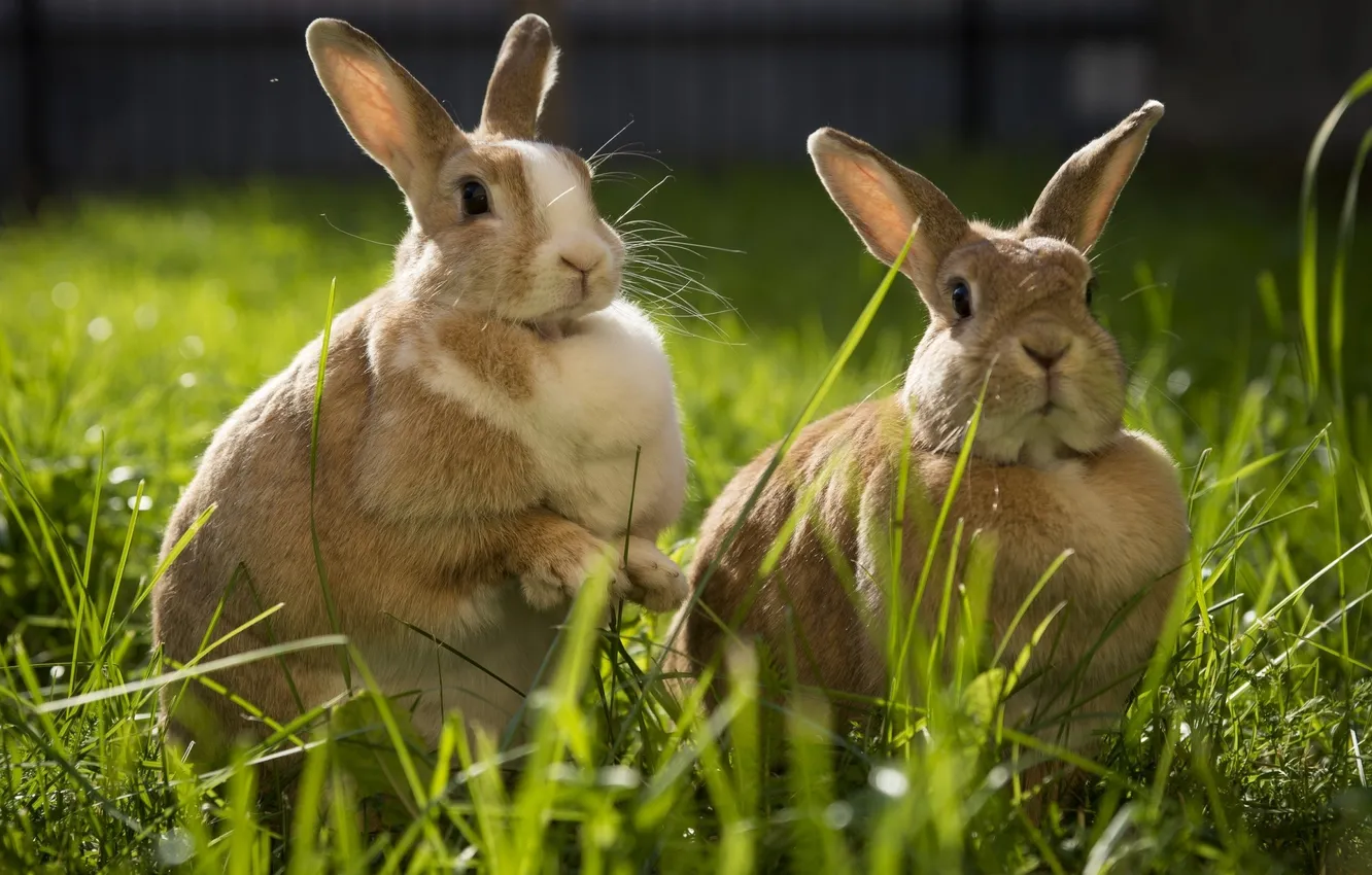 Фото обои трава, пара, кролики, солнечно