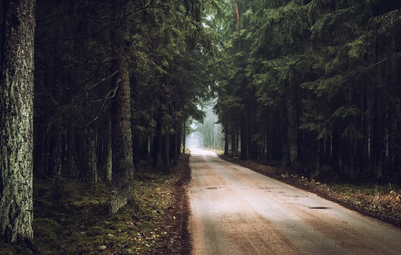 Фото обои дорога, осень, лес