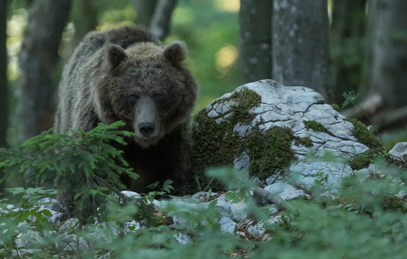 Фото обои лес, медведь, топтыгин