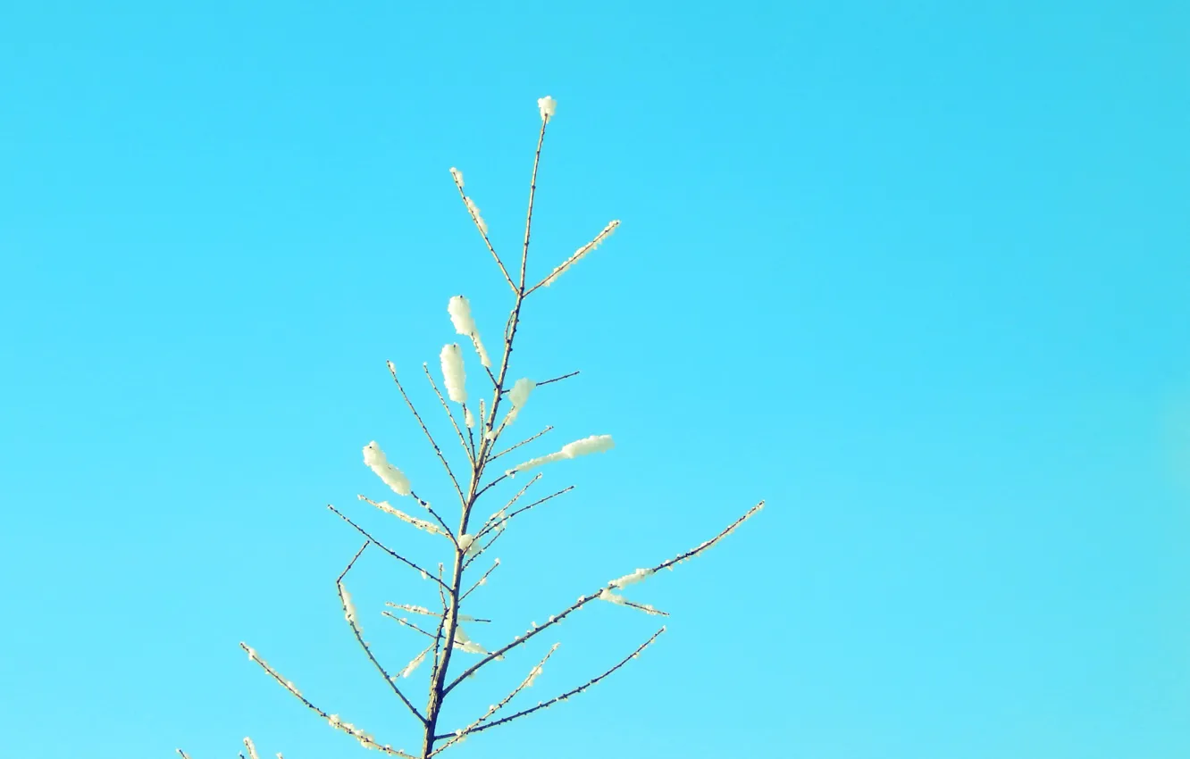 Фото обои зима, голубое, Небо, ветка