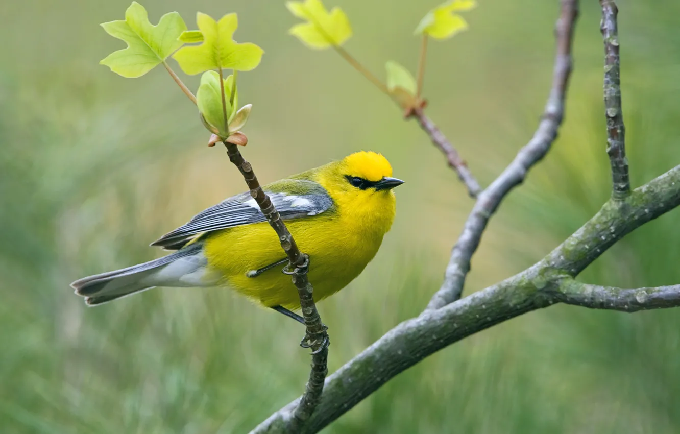 Фото обои птица, Vermivora cyanoptera, пеночковый певун