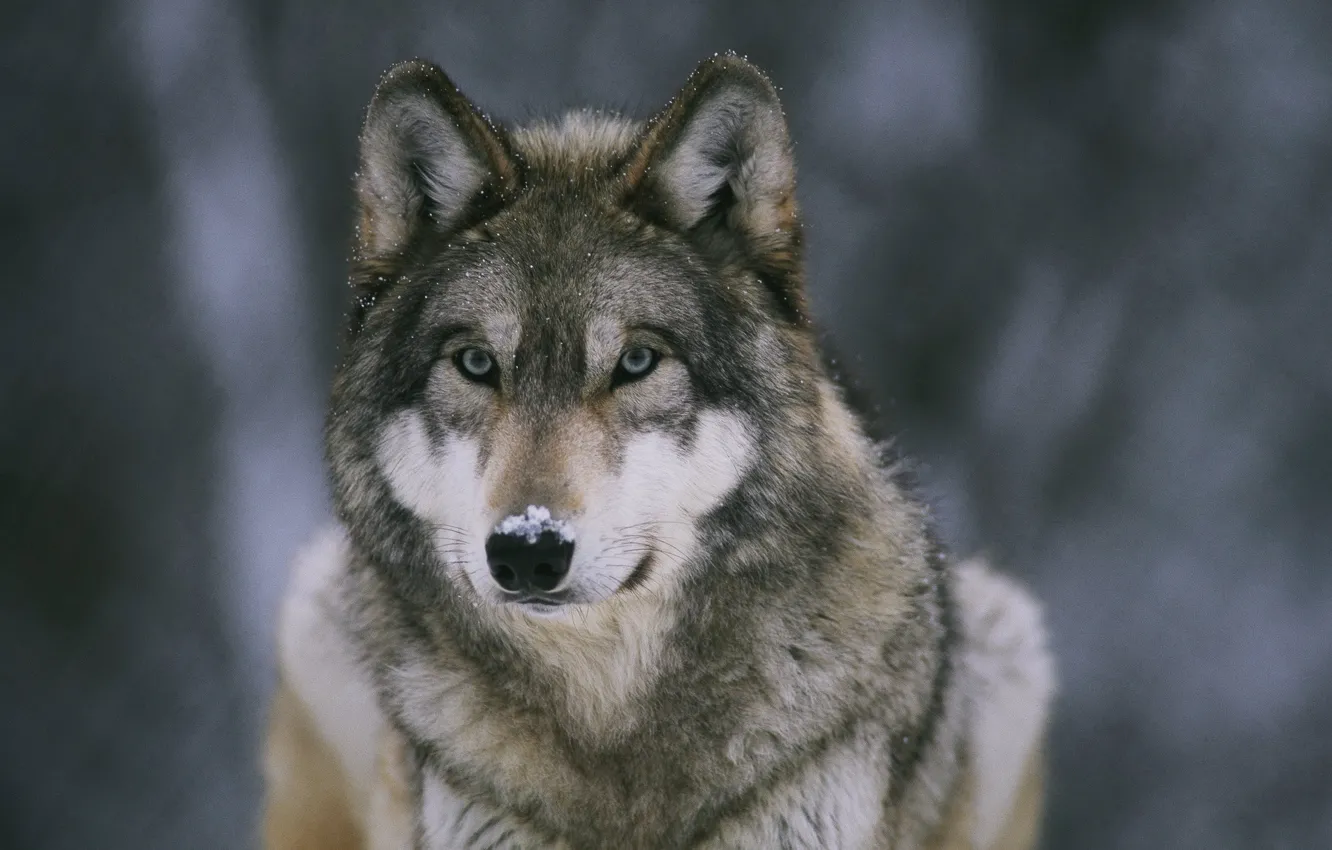 Фото обои снег, обои, волк, хищник, зверь, леса, wallpapers, санитар