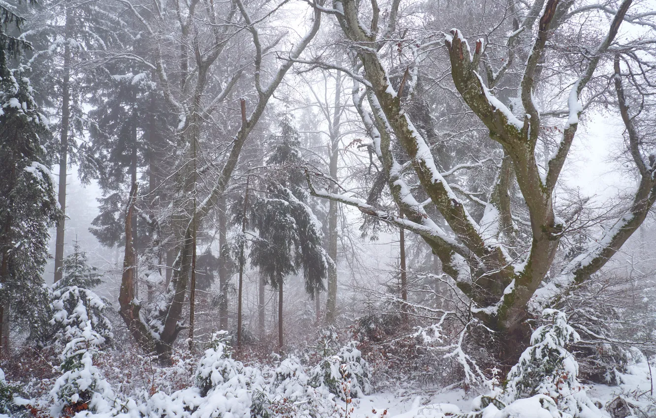 Фото обои зима, лес, снег, деревья, ветки, природа, туман, стволы