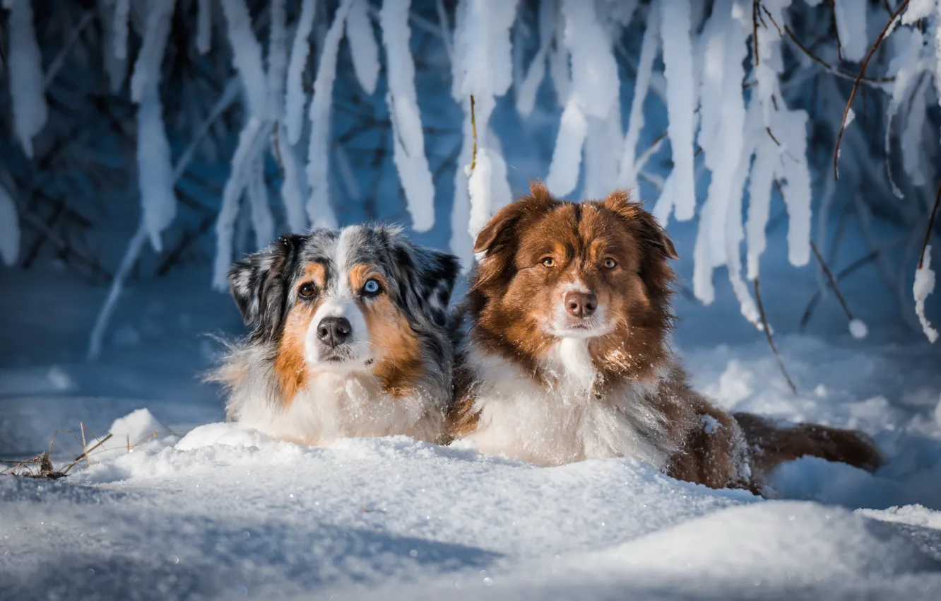 Фото обои зима, снег, ветки, парочка, две собаки, Австралийская овчарка, Аусси
