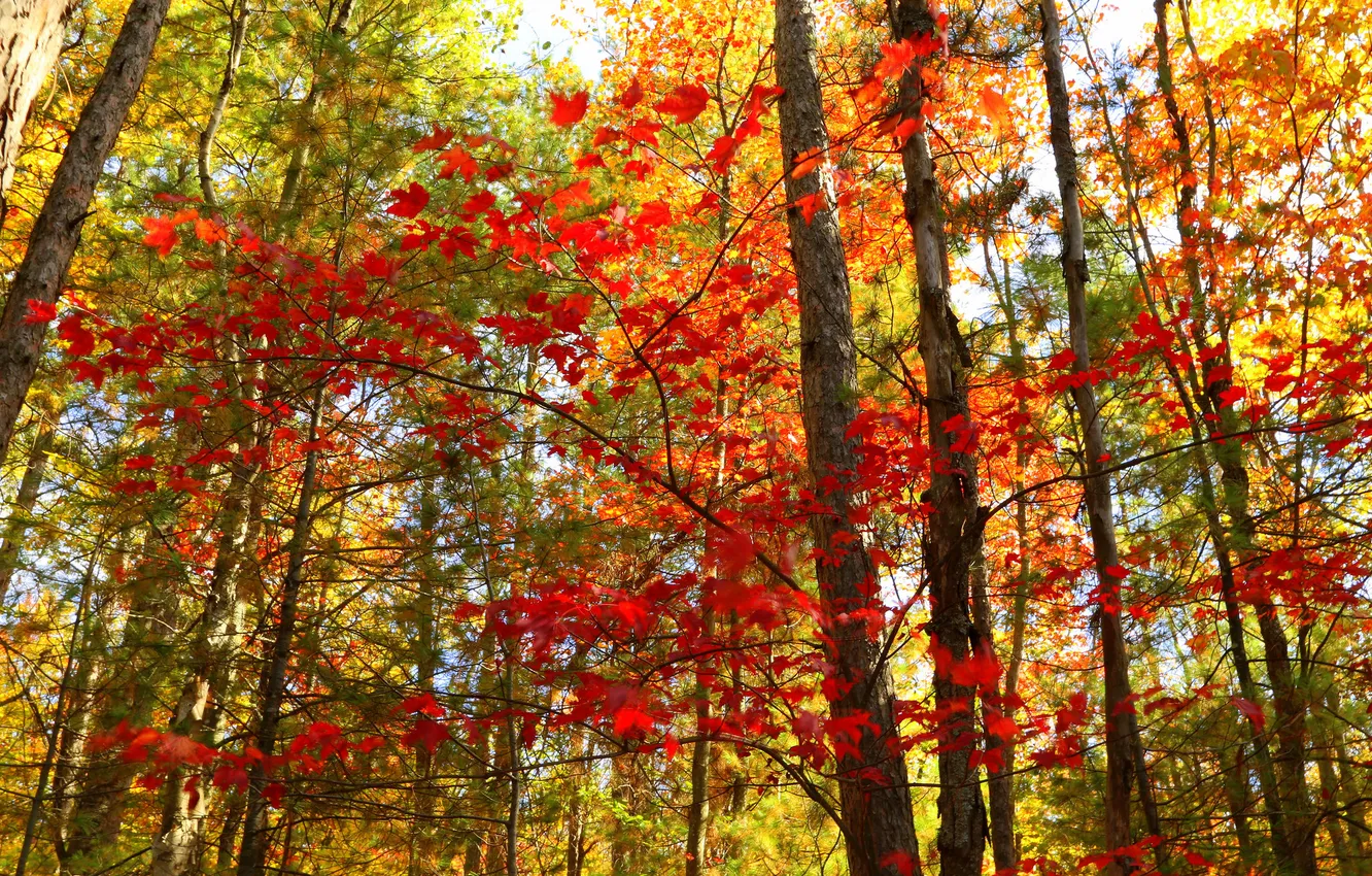Фото обои осень, лес, листья, деревья, Канада, Онтарио, багрянец