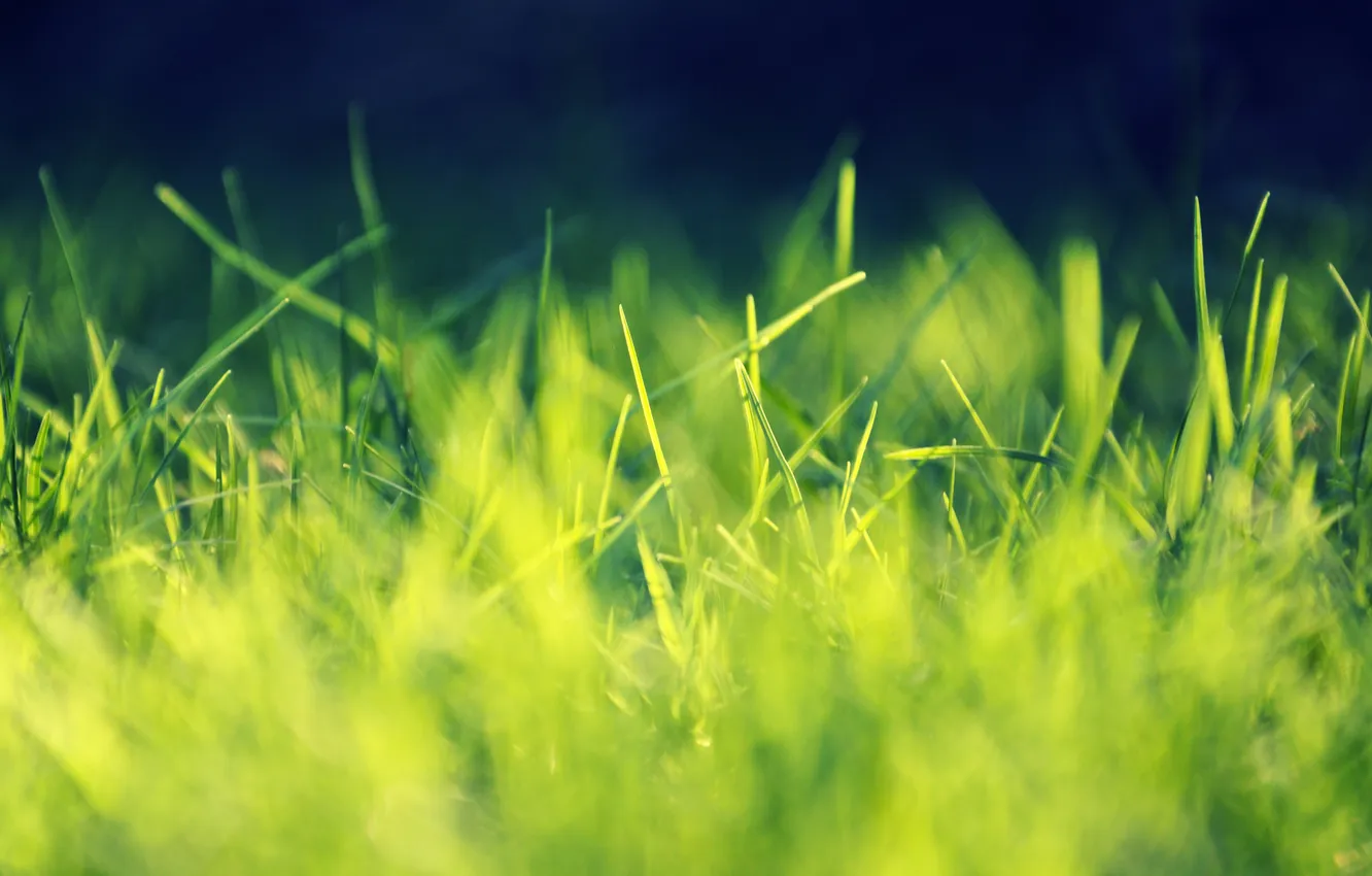 Фото обои трава, листья, макро, свет, deviantart, Playing with Sunlight, salmanarif