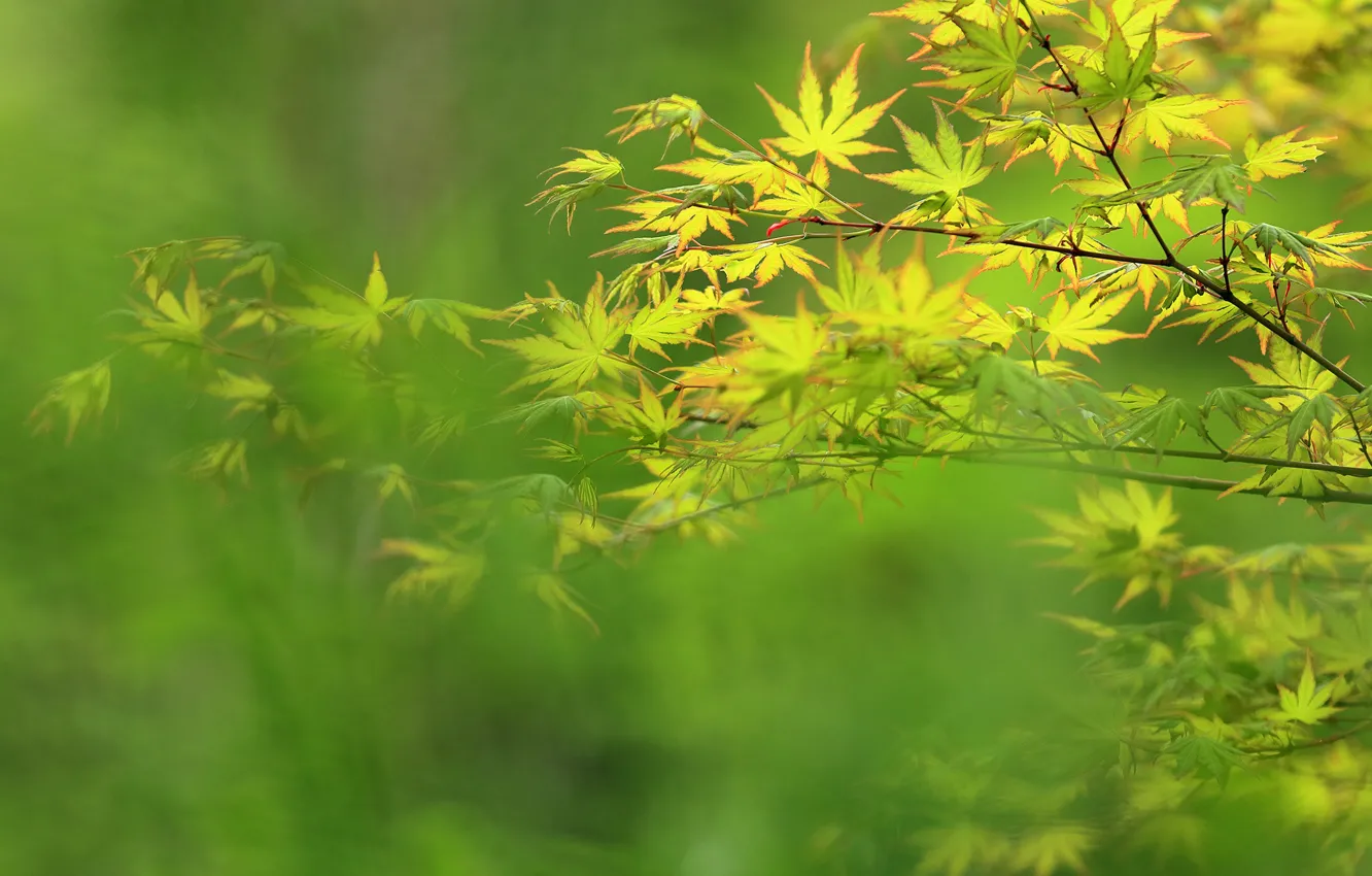 Фото обои зелень, лето, листья, ветки, боке