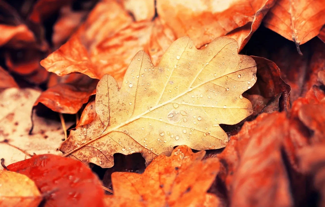 Фото обои осень, листья, капли, макро, природа, листок, желтые, оранжевые