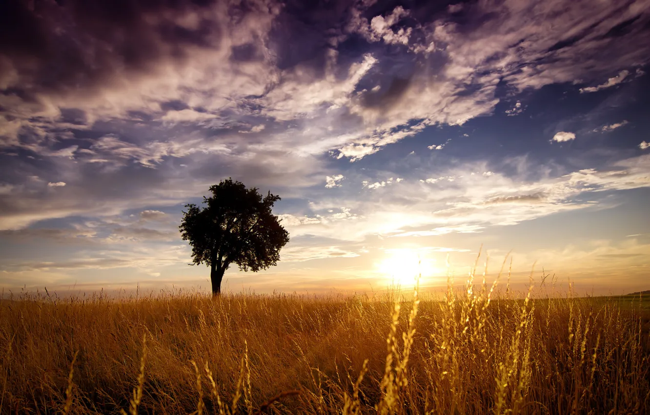 Фото обои поле, трава, солнце, облака, закат, дерево, стебли, горизонт