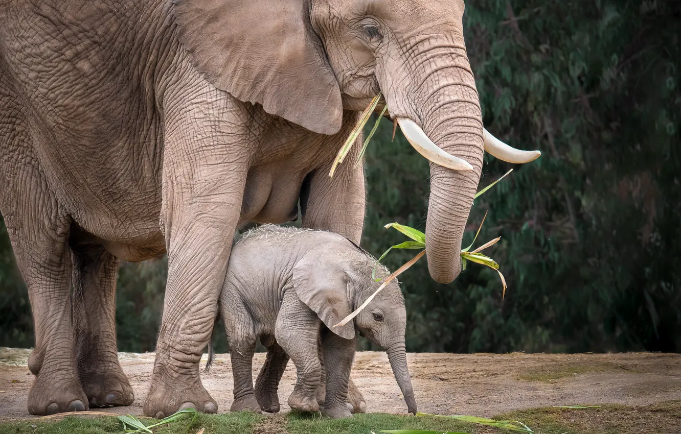 Фото обои малыш, мама, слониха, слоненок