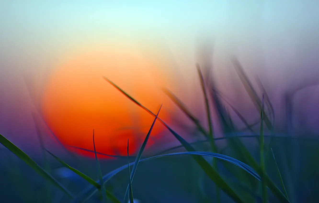 Фото обои зелень, трава, закат, Солнце