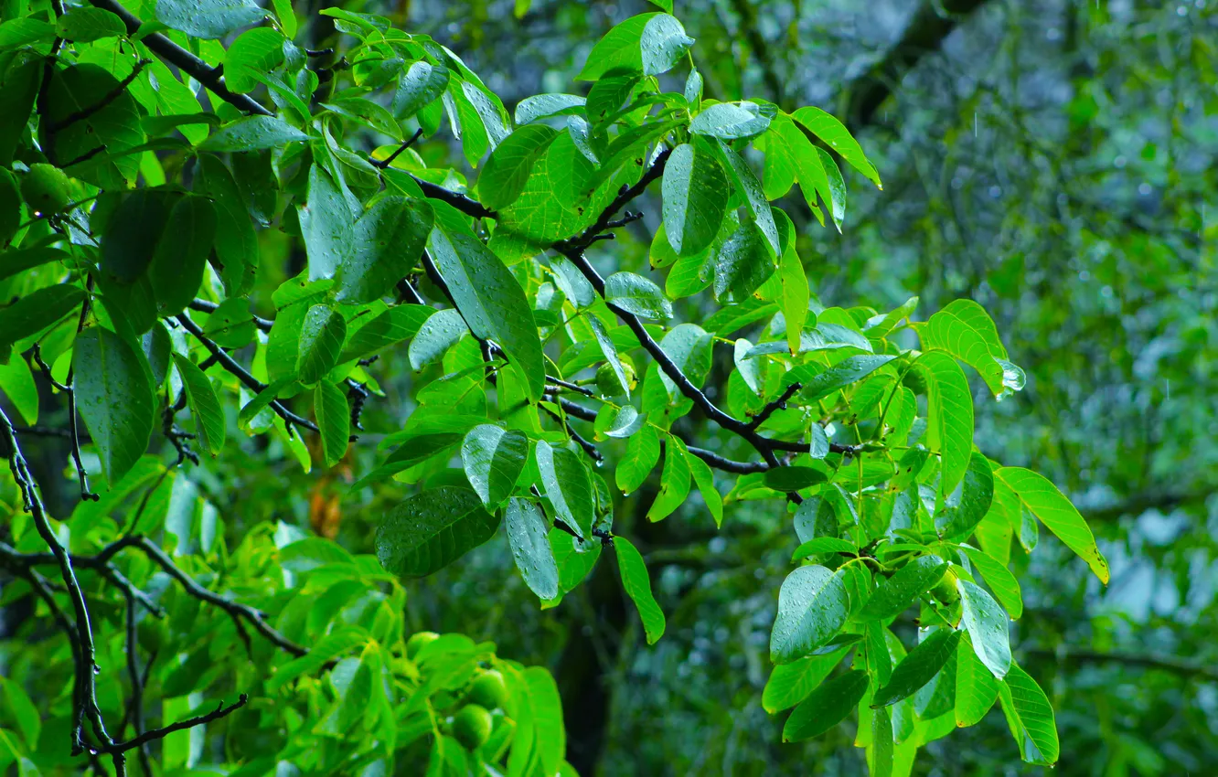 Фото обои tree, leafs, twig