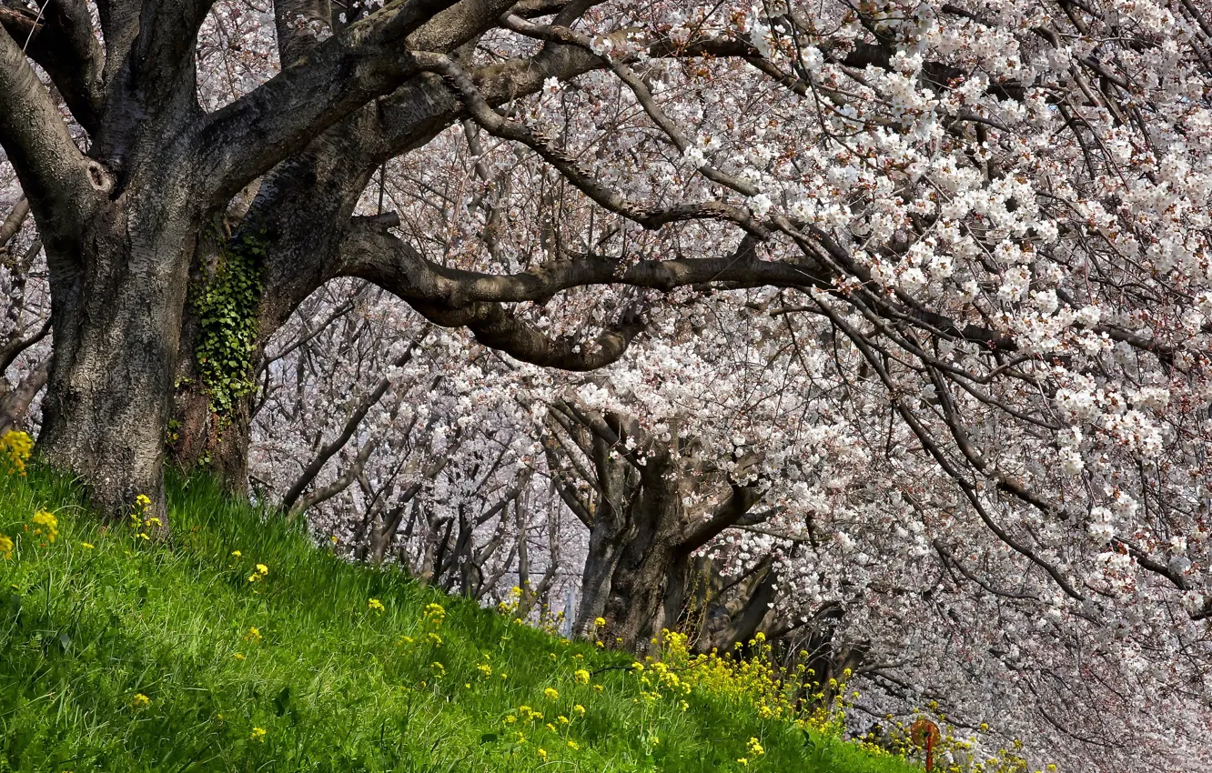 Фото обои природа, весна, яблони