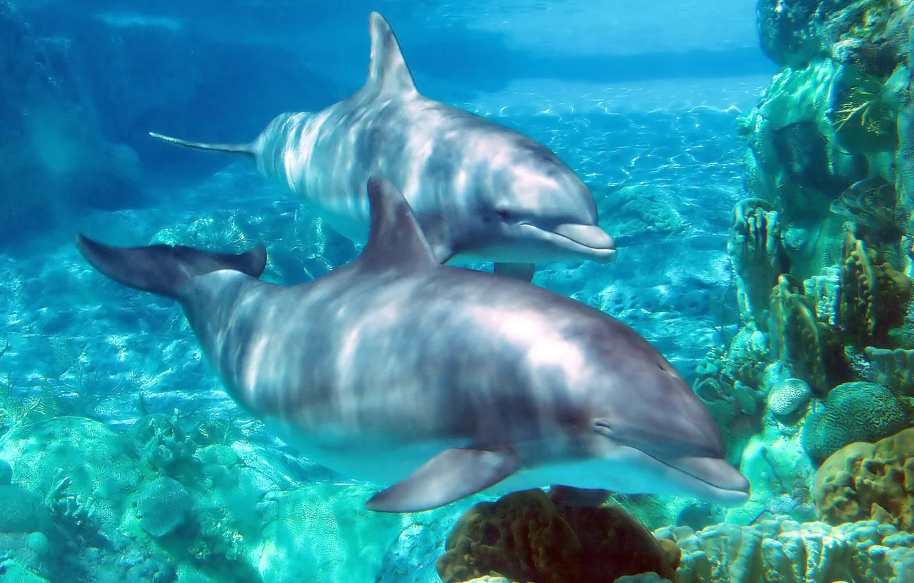 Фото обои world, sea, water, zoo, tank, dolphins, aquarium, parks