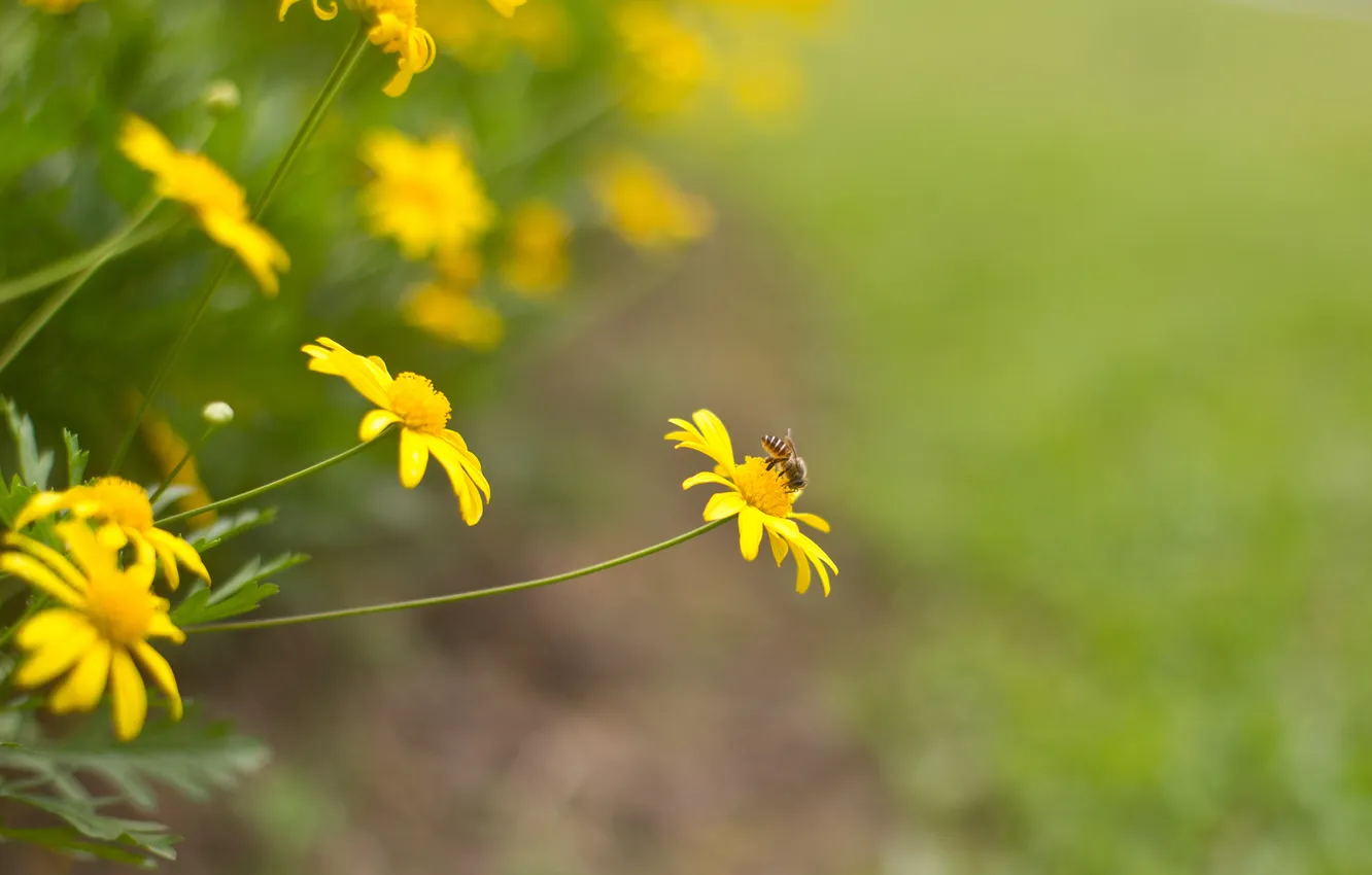 Фото обои цветы, пчела, фон, желтые, насекомое