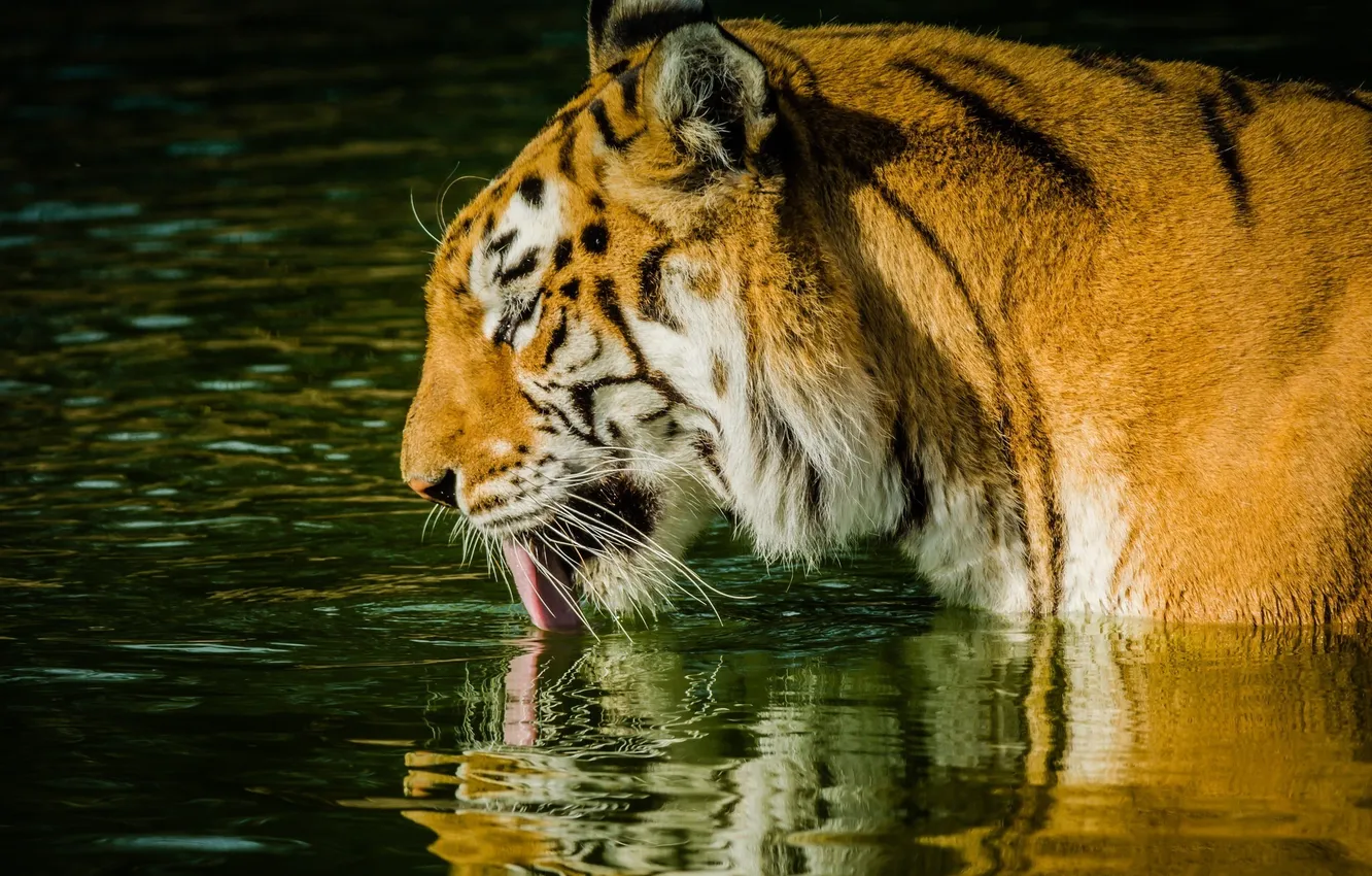 Фото обои язык, морда, тигр, хищник, профиль, дикая кошка, водоем